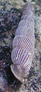 Tabella della Famiglia Clausilidae